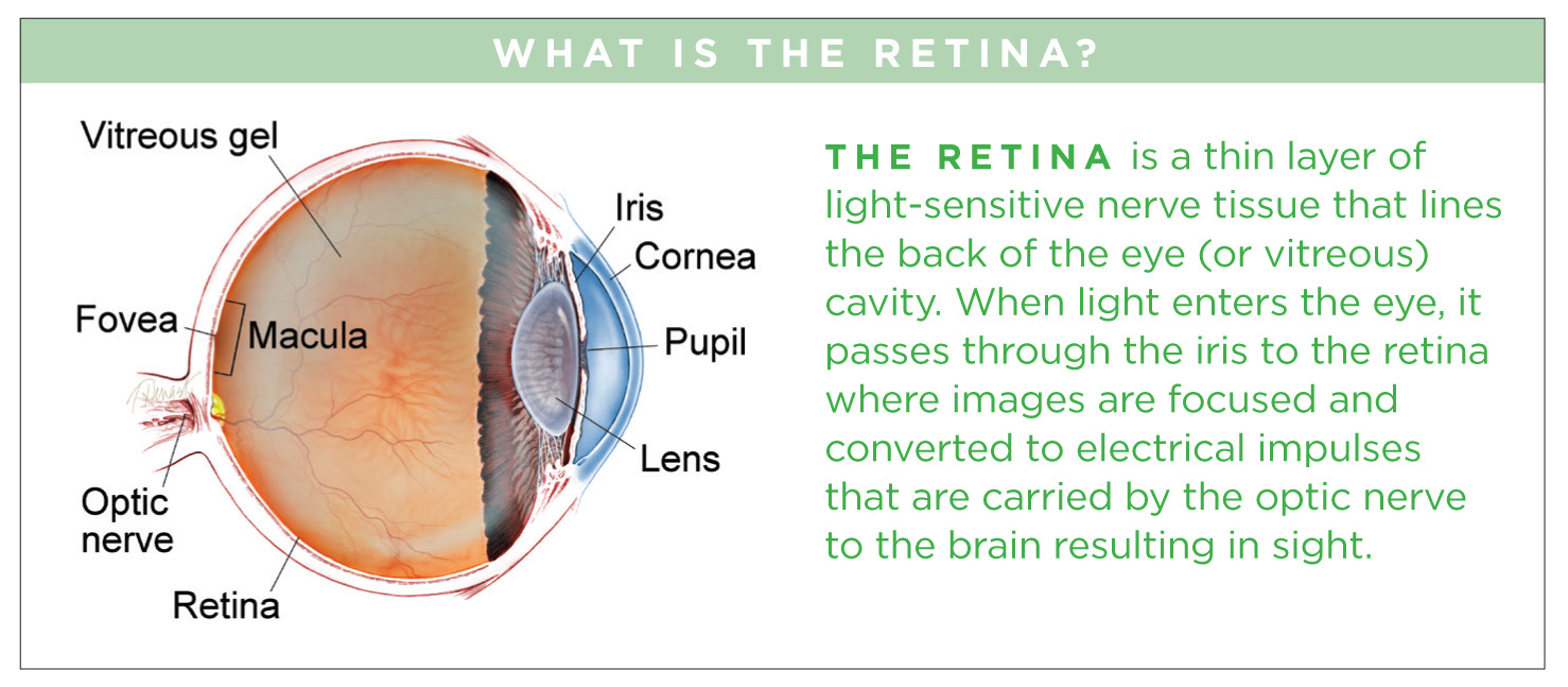 What is the retina?